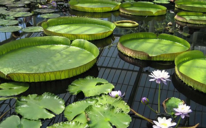 Maintenir Une Eau De Bassin Limpide Et Pure | Bassin De … pour Bassin De Jardin Préformé