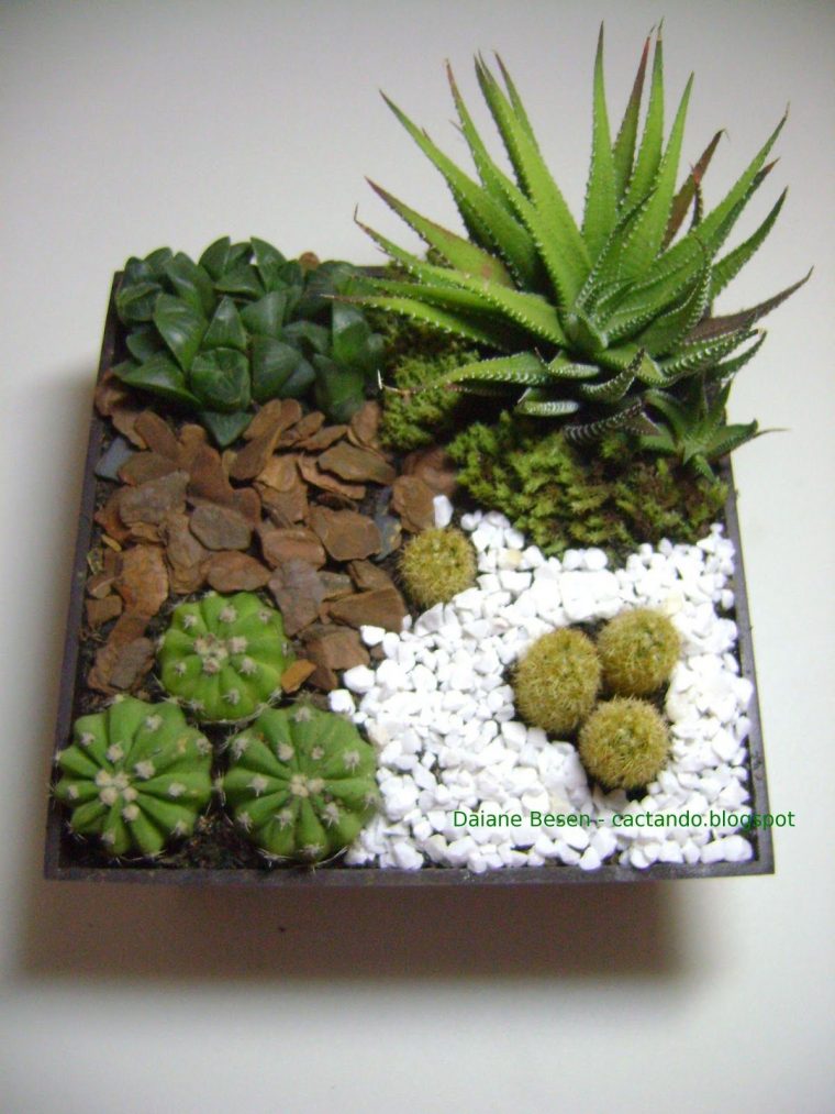 Maio 2013 | Succulent Gardening, Cacti And Succulents … dedans Jardin Cactus Miniature