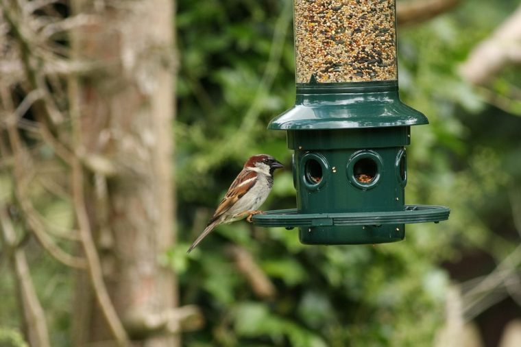 Mangeoires Pour Oiseaux : Nourrir Les Oiseaux De Votre Jardin tout Abri Oiseau Jardin