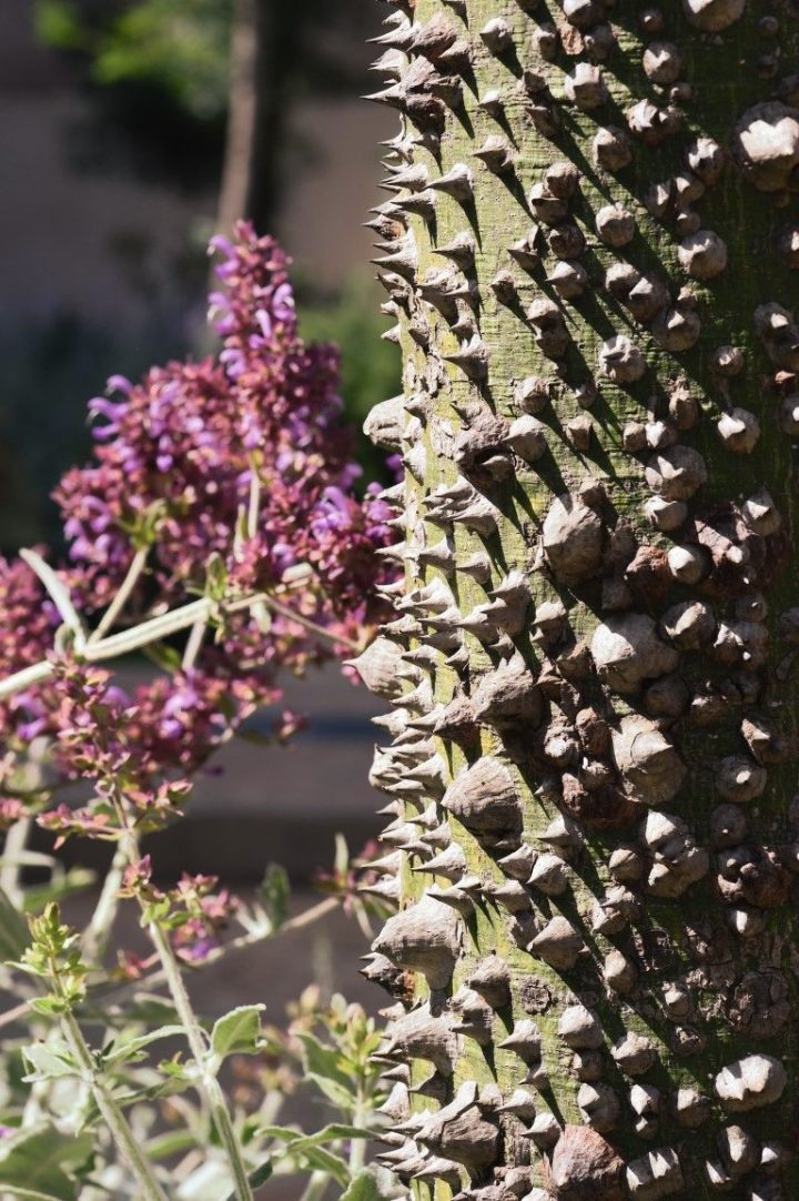 Marrakech : Un Jardin Secret Qui Vaut Le Détour ! | Jardins … intérieur Ecorces Jardin