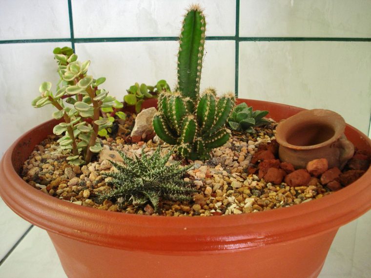 Mi Mini Jardin De Cactus ! =P | Minijardins, Idéias De … dedans Jardin Cactus Miniature