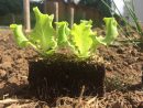 Midiplant - Producteurs De Plants Potagers encequiconcerne Acheter Un Jardin Potager
