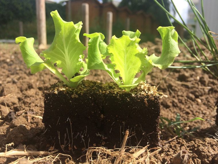 Midiplant – Producteurs De Plants Potagers encequiconcerne Acheter Un Jardin Potager
