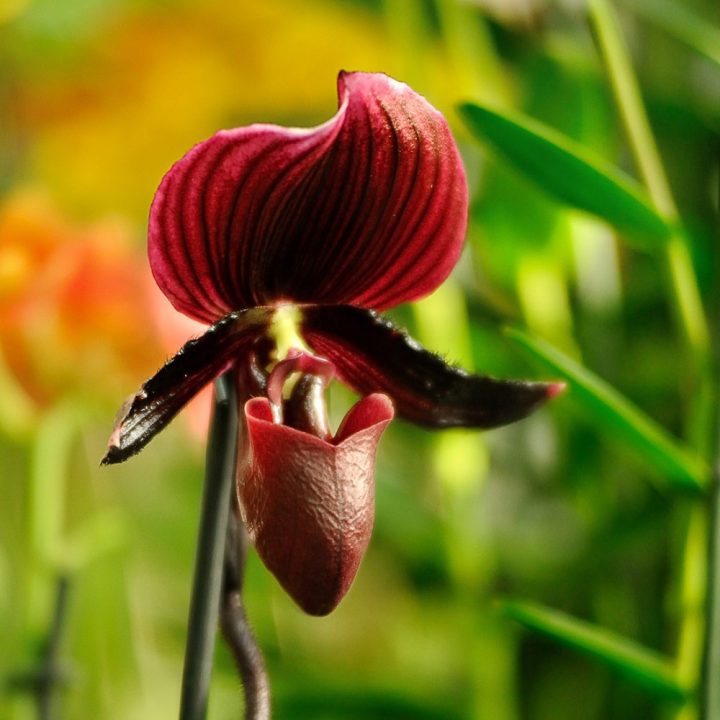 Mille & Une Orchidées D'asie À Découvrir Au Jardin Des … à Serre De Jardin D Occasion