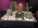 Mini Jardín Cactus🌵🌱🌵 | Decoración Cactus, Cactus, Mini ... à Jardin Cactus Miniature