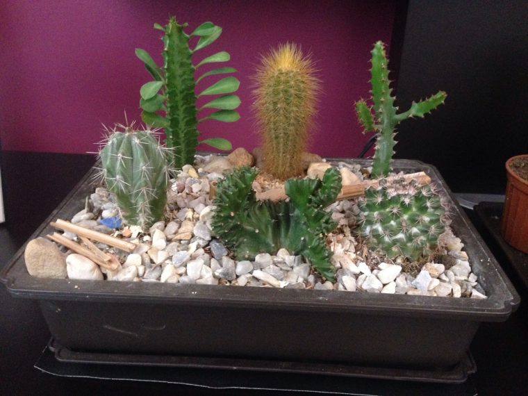 Mini Jardín Cactus🌵🌱🌵 | Decoración Cactus, Cactus, Mini … à Jardin Cactus Miniature