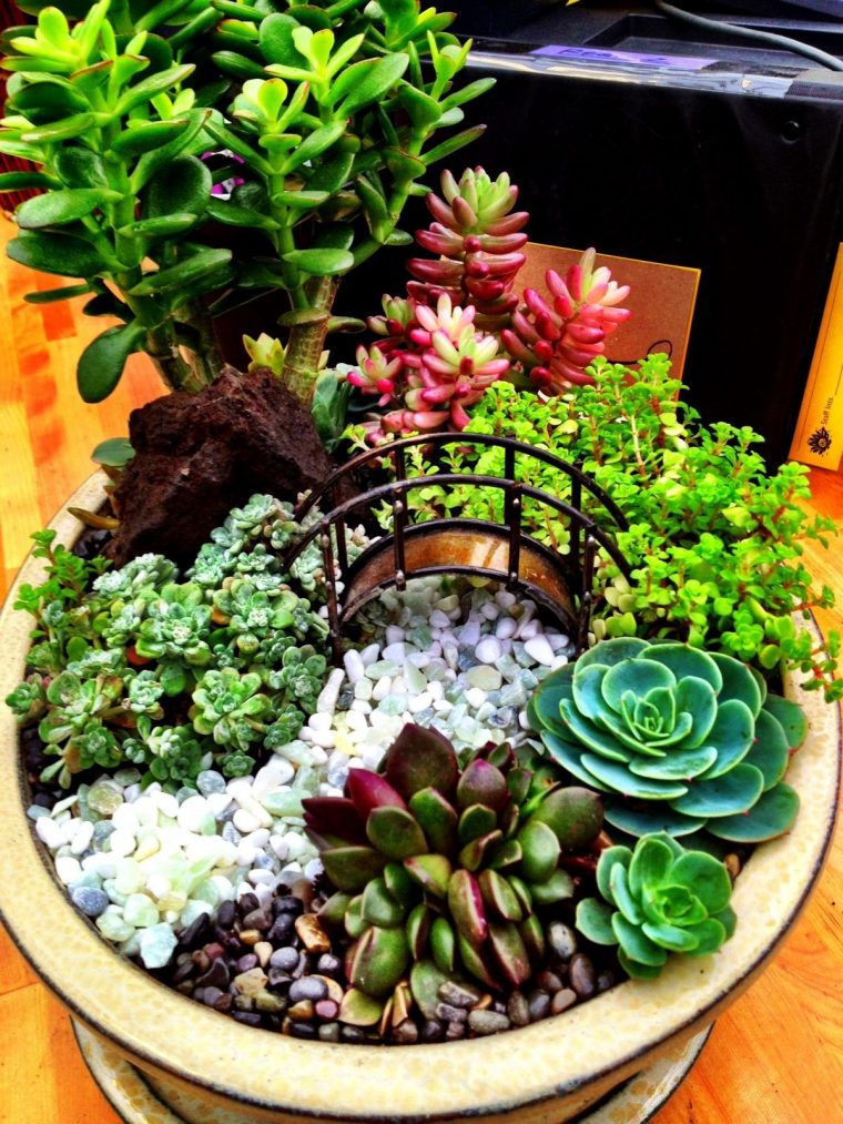 Miniature Succulent Garden With Bridge By Cornell Farm … encequiconcerne Jardin Cactus Miniature