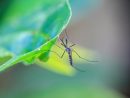 Moustique : Comment S'en Débarrasser concernant Comment Se Débarrasser Des Moustiques Dans Le Jardin