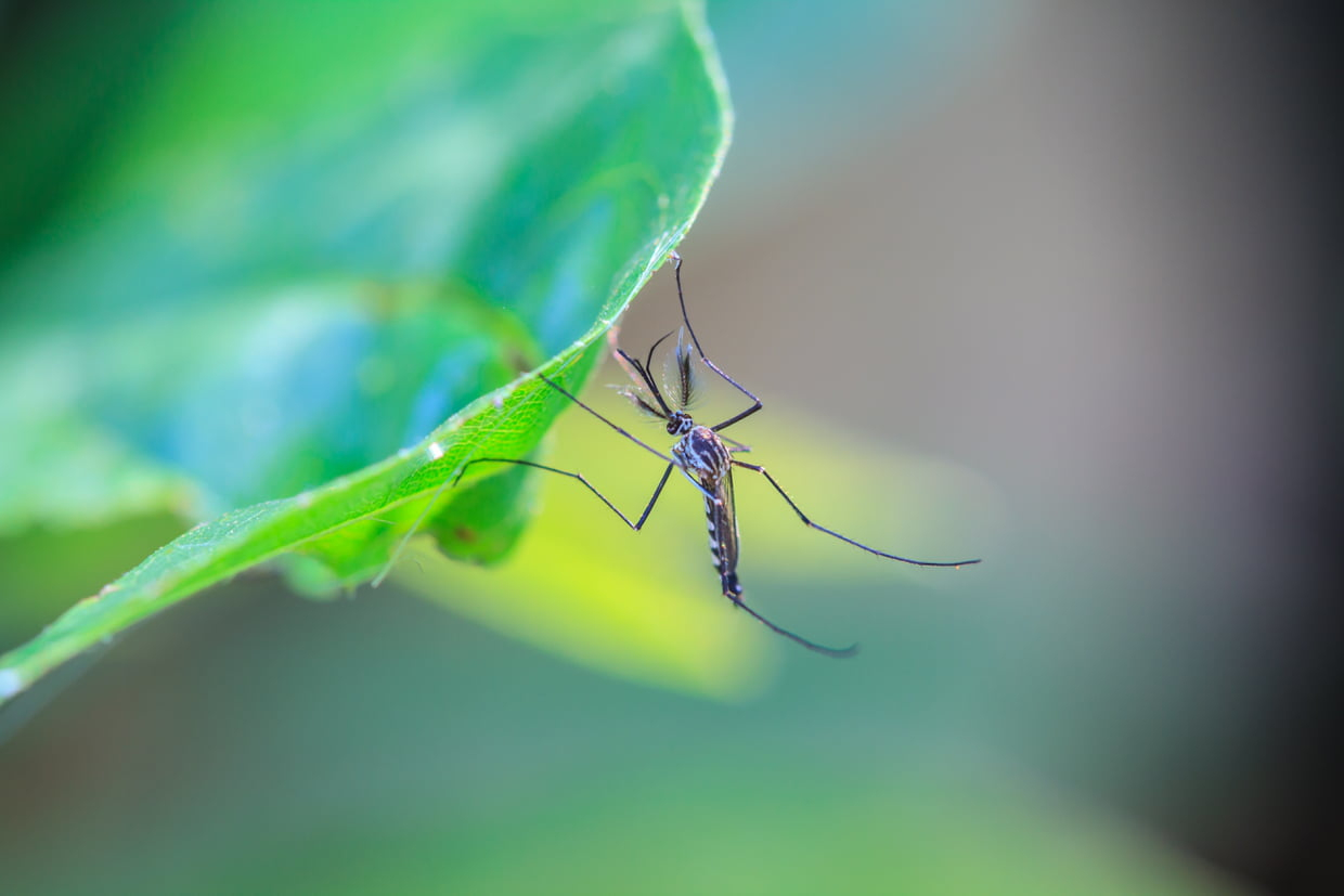 Moustique : Comment S'en Débarrasser concernant Comment Se Débarrasser Des Moustiques Dans Le Jardin