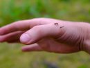 Moustiques Tigres : Comment Les Reconnaître Et S'en Débarrasser concernant Comment Se Débarrasser Des Moustiques Dans Le Jardin