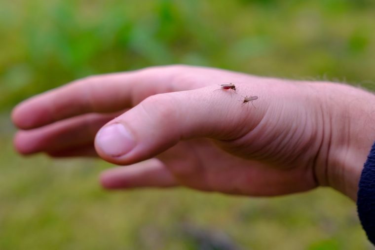 Moustiques Tigres : Comment Les Reconnaître Et S'en Débarrasser concernant Comment Se Débarrasser Des Moustiques Dans Le Jardin