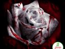 Nadir Bloody White Gül 15+ Adet Tohum Al Saksi+Torf Hediye Ev Bahçe İçin  İdeal En Uygun Fiyat avec Perlite Jardin