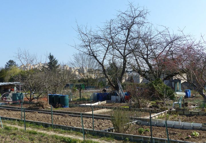Nature En Ville À Cergy-Pontoise | De La Sciure Pour Le Jardin destiné Copeaux De Bois Pour Jardin