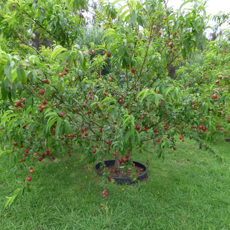 Nectarinier Nectared Arbre De 3 Ans Fruits Cilingirmerkezi serapportantà Bordure Jardin Caoutchouc
