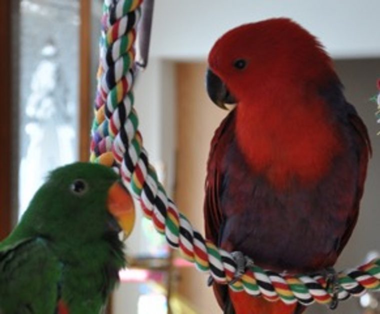 Oisellerie Perroquets Rio / Parrot Breeder / Eleveur De … intérieur Perroquet De Jardine Prix