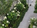 Ornamental Pleached Pears, White Hydrangea Limelight ... destiné Treillis Blanc Jardin