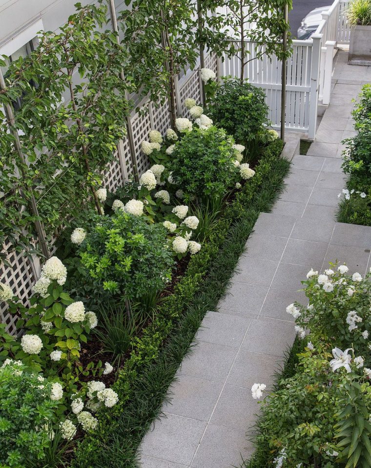 Ornamental Pleached Pears, White Hydrangea Limelight … destiné Treillis Blanc Jardin