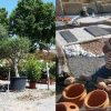 Palmiers Pézenas Et Oliviers Centenaires, De La Terre À La ... pour Cailloux Décoration Jardin