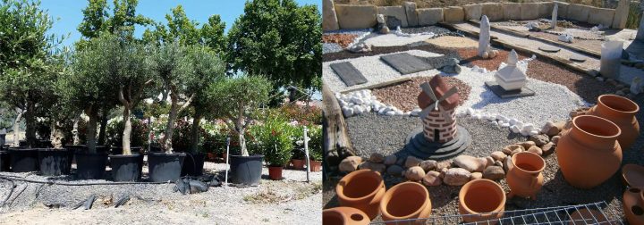 Palmiers Pézenas Et Oliviers Centenaires, De La Terre À La … pour Cailloux Décoration Jardin