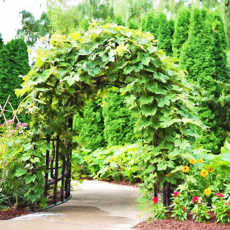 Pergola, Tonnelle Et Arche De Jardin | Jardins-Animes concernant Arche Pour Jardin