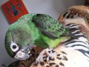 Perroquet Jardine | Perroquet, Oiseaux, Exotique concernant Perroquet Jardine