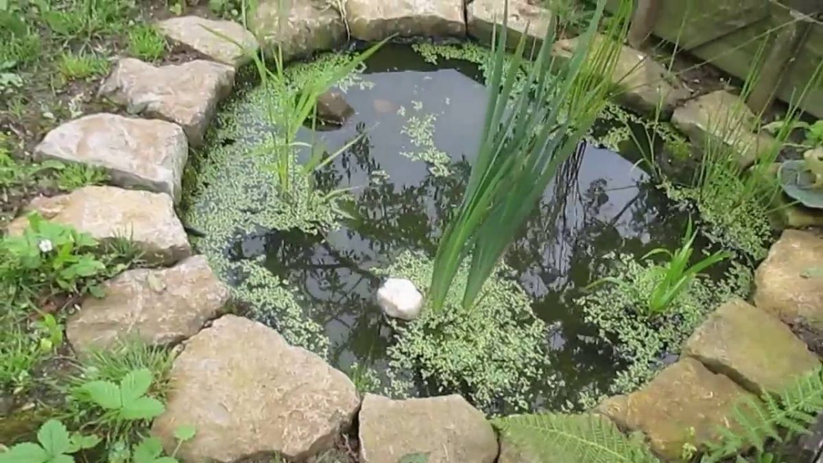 Petit Bassin De Jardin Avec Petites Bêtes D'eau Douce avec Petit Jardin Avec Bassin