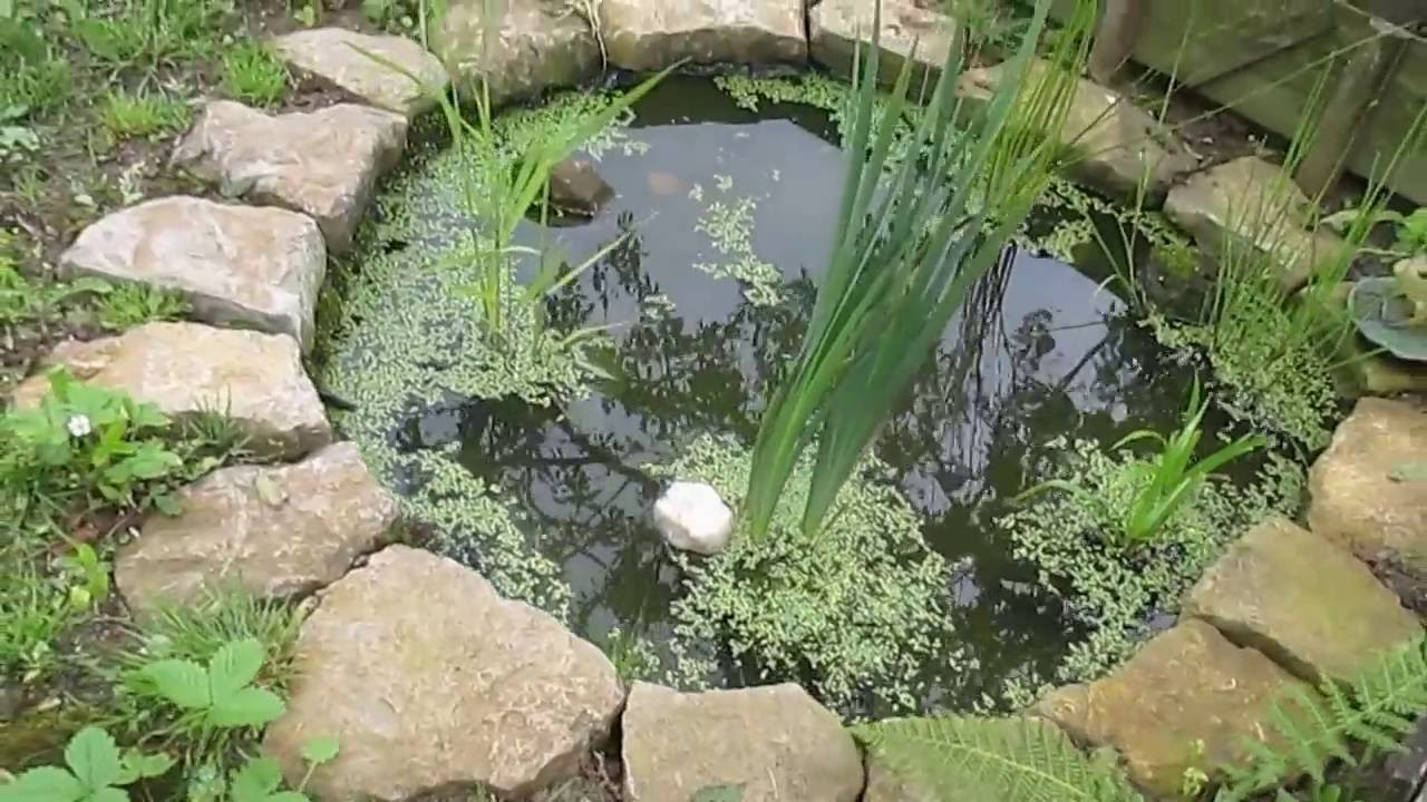Petit Bassin De Jardin Avec Petites Bêtes D'eau Douce avec Petit Jardin Avec Bassin