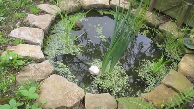 Petit Bassin De Jardin Avec Petites Bêtes D'eau Douce dedans Petit Bassin Pour Jardin