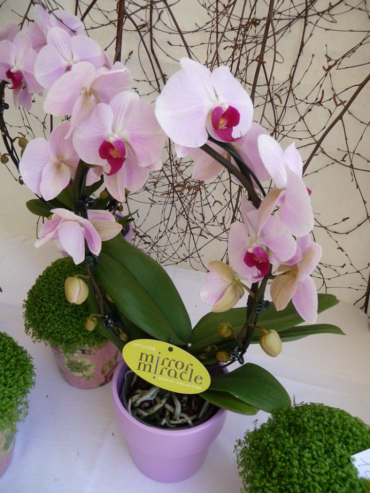 Phalaenopsis Sur Arceau | Plantes Que J'aime / Plants I Love dedans Arceau Jardin