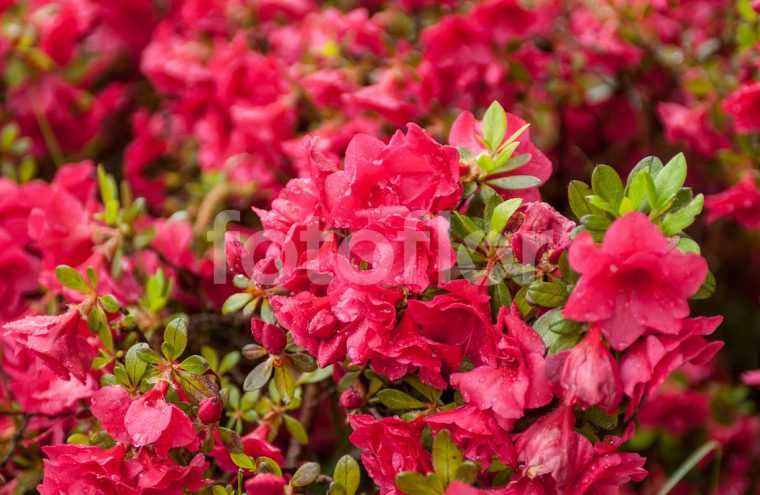Photo De Azalea 'bengal Fire', Azalée, Rose – Fotoflor … intérieur Azalée De Jardin