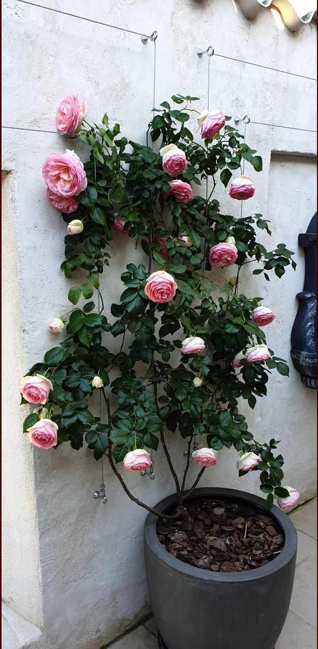 Pierre De Ronsard En Fleur... | Garden Design, Cool Plants ... dedans Salon De Jardin En Pierre