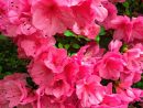 Pink Azalea Flowers Instant Download Digital Photography ... intérieur Azalée De Jardin