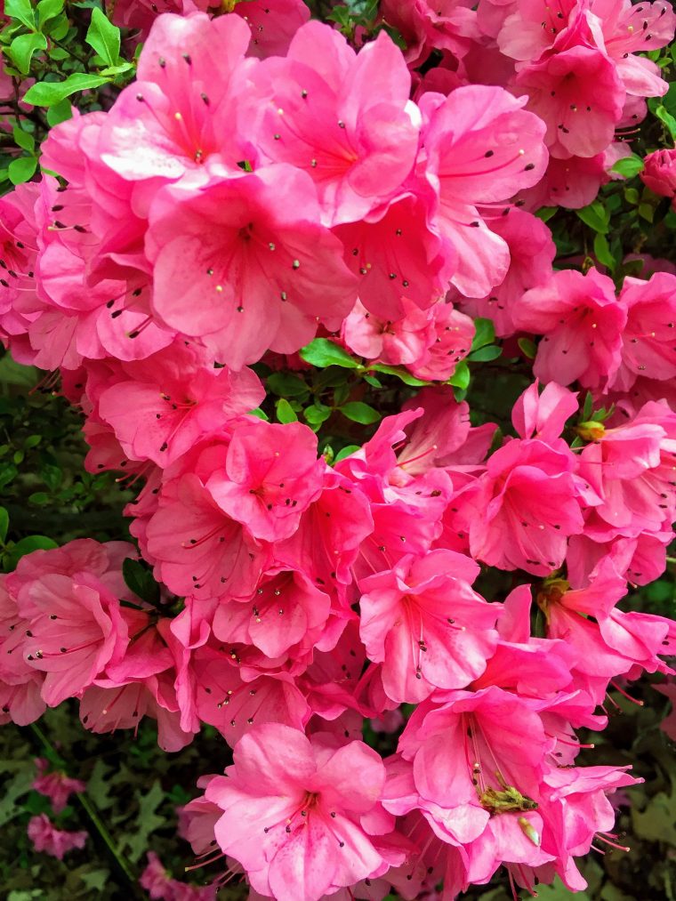 Pink Azalea Flowers Instant Download Digital Photography … intérieur Azalée De Jardin