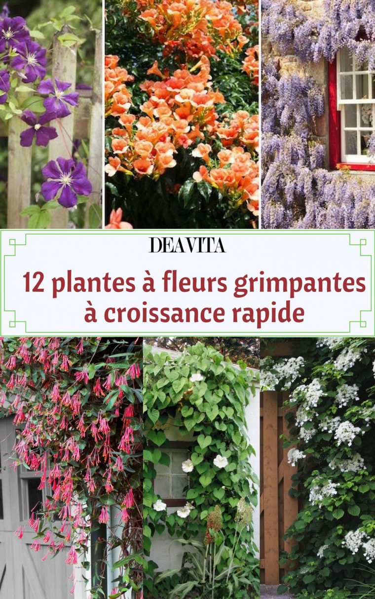 Plante Grimpante À Croissance Rapide- 12 Espèces À Fleurs … tout Toile Couvre Sol Jardin