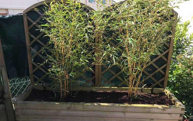 Planter Des Bambous concernant Comment Eliminer Les Bambous Dans Un Jardin
