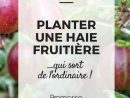 Planter Une Haie Fruitière... Qui Sort De L'ordinaire ... destiné Petit Arbre Fruitier Jardin