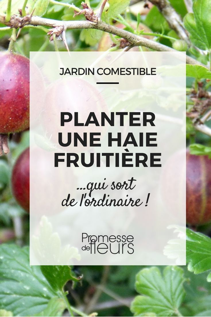 Planter Une Haie Fruitière... Qui Sort De L'ordinaire ... destiné Petit Arbre Fruitier Jardin