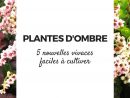 Plantes D'ombre : 5 Nouvelles Vivaces, Faciles À Cultiver ... destiné Plante Jardin Ombre