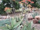 Plantes Et Aménagement Jardin Méditerranéen – 79 Idées ... à Amenagement Jardin Exterieur Mediterraneen