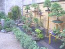 Plantes Pour Jardin Japonais Miniature - Alkotla. pour Plantes Pour Jardin Japonais