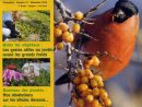Plathelminthe : Le Ver Invasif Mangeur De Ver De Terre ... intérieur Jardiner Bio Magazine