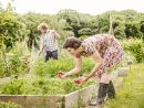 Potager : Les Règles De Base Du Jardinier destiné Jardiner Pour Les Nuls
