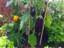 Potager : Plantes, Fruitiers, Aromates Pour Balcon Et ... avec Mini Jardin Balcon