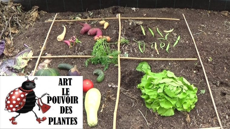 Potager: Rotation Des Cultures Faciles: Conseils Jardinage: Une  Organisation Indispensable avec Organisation D Un Jardin Potager