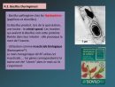 Ppt - Les Bacillaceae Powerpoint Presentation, Free Download ... à Bactospeine Jardin