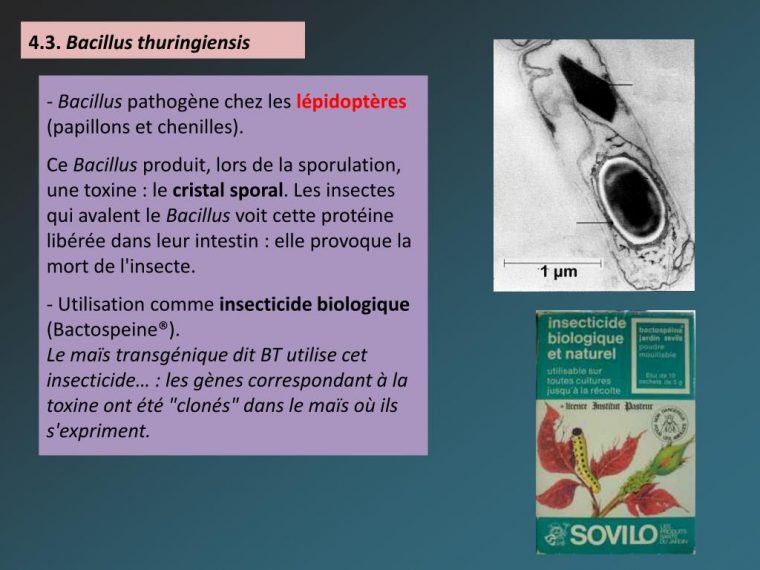 Ppt – Les Bacillaceae Powerpoint Presentation, Free Download … à Bactospeine Jardin