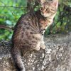 Praline #bebechat#babycat#cat#chat#jardin#picofday#instagram ... encequiconcerne Pralin Jardin