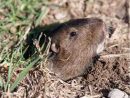 Protéger Le Jardin Des Rongeurs Nuisibles - Tom Press destiné Comment Se Débarrasser Des Rats Dans Le Jardin