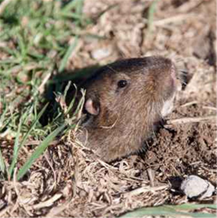 Protéger Le Jardin Des Rongeurs Nuisibles – Tom Press destiné Comment Se Débarrasser Des Rats Dans Le Jardin