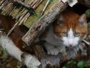 Protéger Les Oiseaux Des Chats - Hello-Birdy dedans Chasser Les Chats Du Jardin